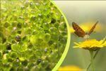 Aromatherapy Beads - 6 Pack